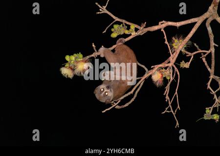 Bengalische Slow loris (Nycticebus bengalensis) Stockfoto