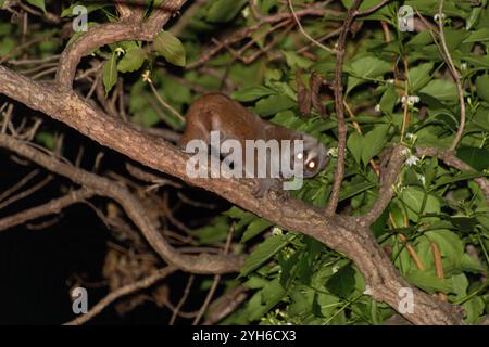 Bengalische Slow loris (Nycticebus bengalensis) Stockfoto