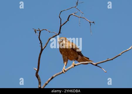 Brauner Falke (Falco berigora) in einem Baum, Queensland, QLD, Australien Stockfoto