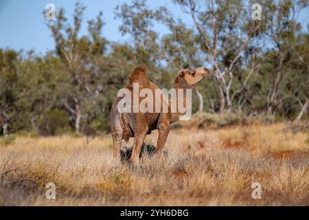 Australisches Wildkamel (Camelus dromedarius) im Outback, Queensland, QLD, Australien Stockfoto