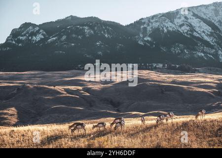 Eine Antilope weidet auf einem alten Pionierfriedhof im Yellowstone-Nationalpark, Montana Stockfoto