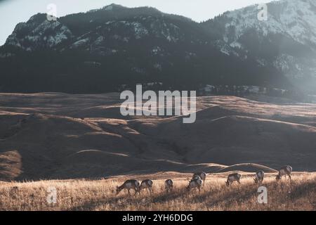 Eine Antilope weidet auf einem alten Pionierfriedhof im Yellowstone-Nationalpark, Montana Stockfoto