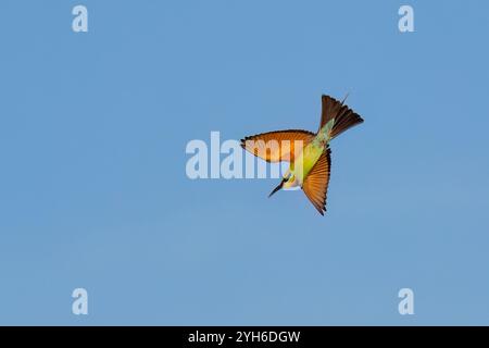 Rainbow Bee-Eater (Merops ornatus) im Flug gegen einen blauen Himmel, Malkumba-Coongie Lakes National Park, South Australia, Australien Stockfoto