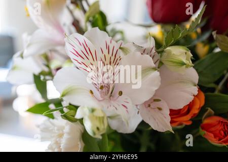Abstrakte Makroansicht blühender Blumen in einem Blumenarrangement im Innenbereich mit einer schönen weißen und rosa peruanischen Lilie Stockfoto