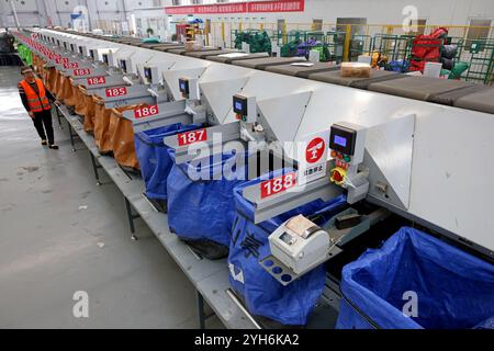 ZAOZHUANG, CHINA - 10. NOVEMBER 2024 - Mitarbeiter überprüfen die Sortierung an einer Montagelinie im Netzwerkbetriebszentrum der Lieferabteilung von C Stockfoto