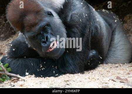 Ein großer liegender, silverback liegender Western Lowland Gorilla zeigt Ärger und Wut, während er intellektuell starrt und offen die Zoobesucher anstarrt. Stockfoto