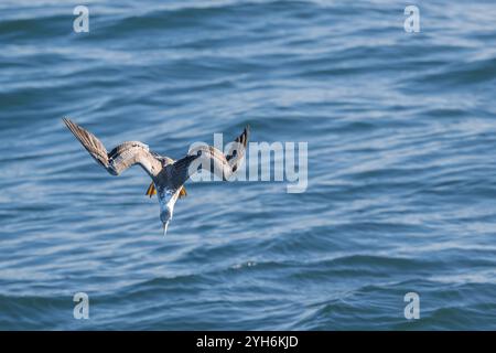 Ein einziger junger australischer Gannet, der bei einem Raubtauchen in die Gewässer des Pazifischen Ozeans an der Gold Coast in Queensland, Australien, gefangen wurde. Stockfoto