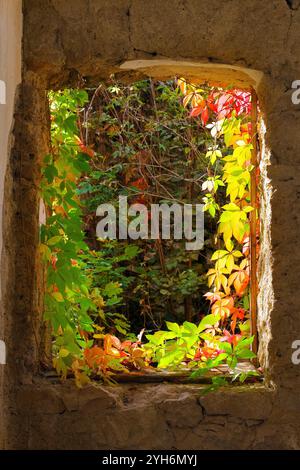 Herbstliche Blätter auf dem Verfallsfenster, Ostrozac Castle in Bosnien und Herzegowina Stockfoto