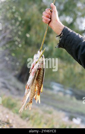 Ein Mann hält einen Hecht, den er gerade gefangen hat, an einem Stock am Flussufer, was den Erfolg des Angelns und der Freizeitaktivitäten unterstreicht. Stockfoto