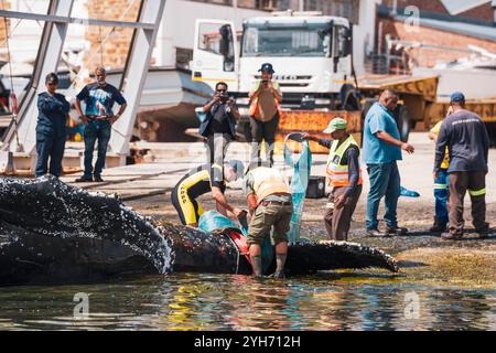 Buckelwale in Südafrika Ein verstorbener Buckelwal wird am 8. November 2024 aus Simonstown, Kapstadt, Südafrika, entfernt. Cape Towns False Bay hat in dieser Saison einen außergewöhnlichen Zustrom von Buckelwalen erlebt, mit 46 neuen Tieren, die in ihren Gewässern fressen. Diese wandernden Wale, die auf der Suche nach den krillreichen Futtergebieten der Antarktis sind, haben Einheimische und Forscher mit dem Aussehen nahe der Küste in ihren Bann gezogen. Entlang der Wild Coast Südafrikas wurden Buckelwale gesichtet, was die Region als wichtige Route auf ihrer Wanderungsreise weiter hervorhebt. Dies ist jedoch der Fall Stockfoto