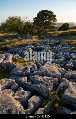 Gebiet des Kalksteinpflasters bei Newbiggin Crags in der Nähe von Burton-in-Kendal, Cumbria, England. Stockfoto