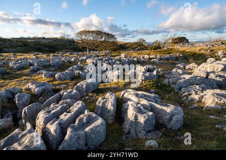 Gebiet des Kalksteinpflasters bei Newbiggin Crags in der Nähe von Burton-in-Kendal, Cumbria, England. Stockfoto