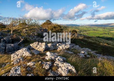 Gebiet des Kalksteinpflasters bei Newbiggin Crags in der Nähe von Burton-in-Kendal, Cumbria, England. Stockfoto