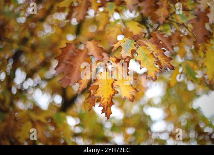 Herbstlaub auf dem Baum Stockfoto
