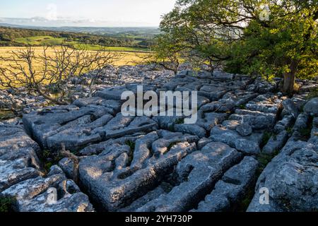 Gebiet des Kalksteinpflasters bei Newbiggin Crags in der Nähe von Burton-in-Kendal, Cumbria, England. Stockfoto