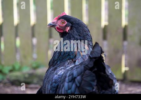 Schwarzes Cochin-Huhn auf Gras auf einem Bauernhof. Diese große, flauschige Rasse ist bekannt für ihre gefiederten Beine und ihr ruhiges Temperament. Eine Schönheit Stockfoto