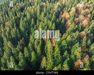 Aus der Vogelperspektive eines herbstlichen Mischwaldes mit bunten Blättern in den Allgäuer Alpen. Bayern, Deutschland Stockfoto