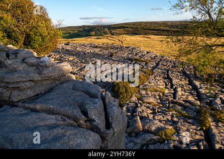 Gebiet des Kalksteinpflasters bei Newbiggin Crags in der Nähe von Burton-in-Kendal, Cumbria, England. Stockfoto