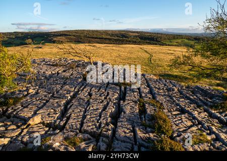 Gebiet des Kalksteinpflasters bei Newbiggin Crags in der Nähe von Burton-in-Kendal, Cumbria, England. Stockfoto