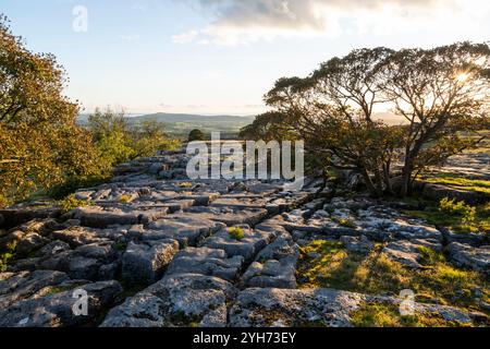 Gebiet des Kalksteinpflasters bei Newbiggin Crags in der Nähe von Burton-in-Kendal, Cumbria, England. Stockfoto