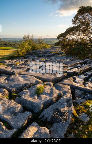 Gebiet des Kalksteinpflasters bei Newbiggin Crags in der Nähe von Burton-in-Kendal, Cumbria, England. Stockfoto