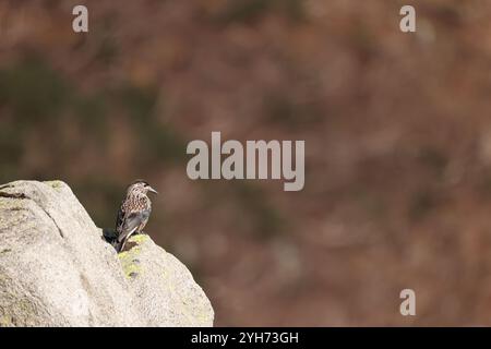 Nucifraga caryocatactes japonica ist ein Passerinvogel aus der Krähenfamilie Corvidae. Stockfoto