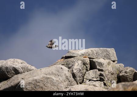 Nucifraga caryocatactes japonica ist ein Passerinvogel aus der Krähenfamilie Corvidae. Stockfoto