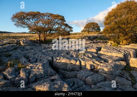 Gebiet des Kalksteinpflasters bei Newbiggin Crags in der Nähe von Burton-in-Kendal, Cumbria, England. Stockfoto