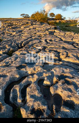 Gebiet des Kalksteinpflasters bei Newbiggin Crags in der Nähe von Burton-in-Kendal, Cumbria, England. Stockfoto