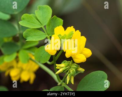 Gelbe Erbsenblüten des immergrünen Unterstrauchs Coronilla valentina ssp. Glauca wird über einen langen Zeitraum übertragen Stockfoto