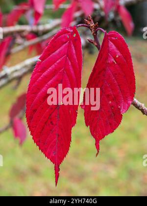 Leuchtendes, scharlachrote Herbstlaub des hart blühenden Kirschbaums Prunus „Royal Burgundy“ Stockfoto