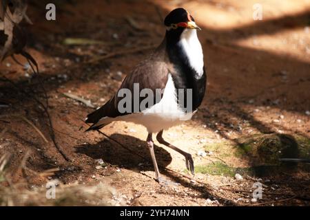 Der Sturz hat eine schwarze Mütze und einen breiten weißen Augenstreifen, mit einem gelben Augenring und einer kleinen roten Klinge über dem Schein. Stockfoto