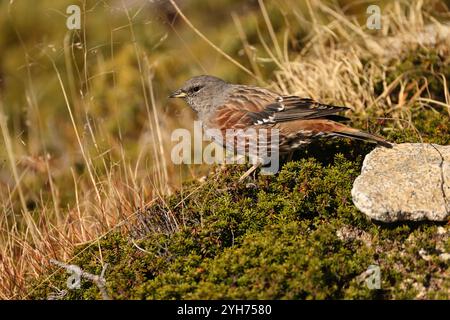 Der alpenakzentor (Prunella collaris erythropygia) ist ein kleiner Passerinvogel aus der Familie der Prunellidae, der in Eurasien und Nordafrika beheimatet ist. Th Stockfoto