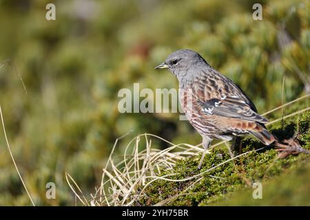 Der alpenakzentor (Prunella collaris erythropygia) ist ein kleiner Passerinvogel aus der Familie der Prunellidae, der in Eurasien und Nordafrika beheimatet ist. Th Stockfoto