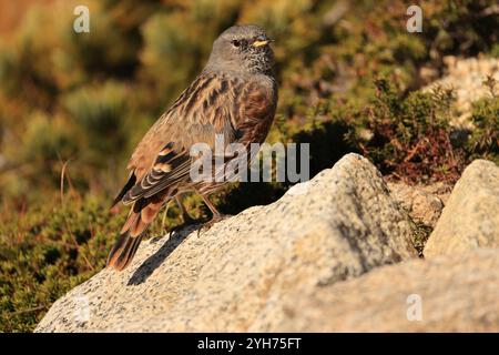 Der alpenakzentor (Prunella collaris erythropygia) ist ein kleiner Passerinvogel aus der Familie der Prunellidae, der in Eurasien und Nordafrika beheimatet ist. Th Stockfoto