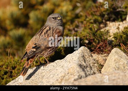 Der alpenakzentor (Prunella collaris erythropygia) ist ein kleiner Passerinvogel aus der Familie der Prunellidae, der in Eurasien und Nordafrika beheimatet ist. Th Stockfoto