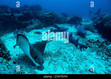 Gefleckte Adlerrochen jagen Stockfoto