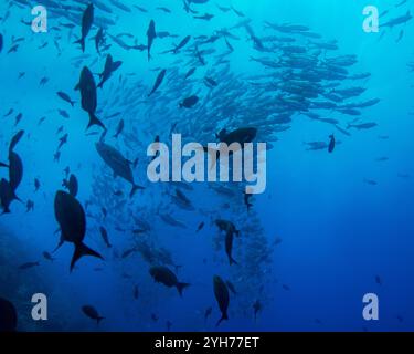 cocos Island Shoal Stockfoto