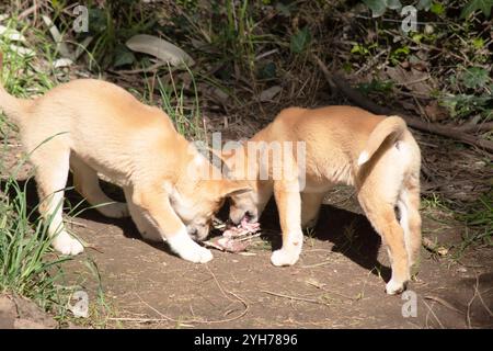 Dingos haben in der Regel einen Ingwermantel und die meisten haben weiße Markierungen an den Füßen, der Schwanzspitze und der Brust. Stockfoto