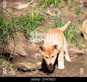 Dingos haben in der Regel einen Ingwermantel und die meisten haben weiße Markierungen an den Füßen, der Schwanzspitze und der Brust. Stockfoto