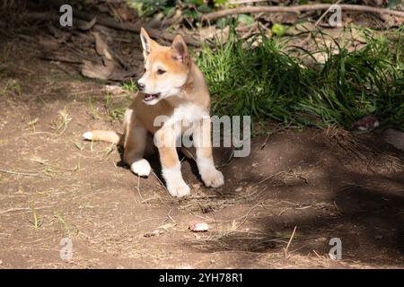 Dingos haben in der Regel einen Ingwermantel und die meisten haben weiße Markierungen an den Füßen, der Schwanzspitze und der Brust. Stockfoto