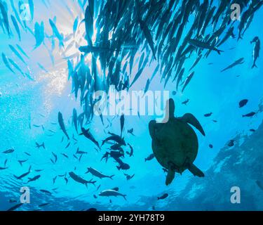 Grüne Schildkröte mit Trevally Shoal Stockfoto