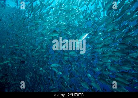 Trevally Shoal Sipidan Stockfoto