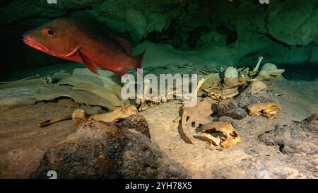 Höhle der toten Schildkröten Stockfoto