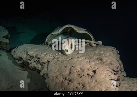 Höhle der toten Schildkröten Stockfoto