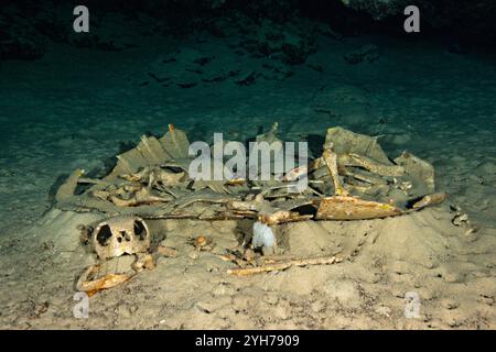 Höhle der toten Schildkröten Stockfoto