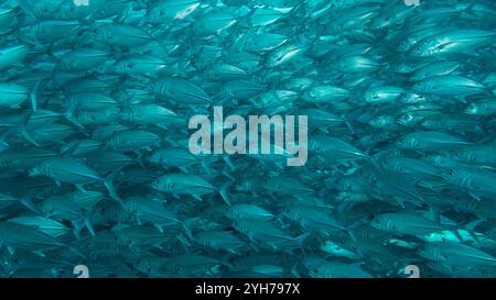 Trevally Shoal Off Sipiidan Stockfoto