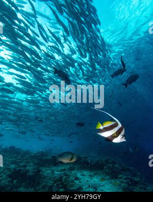 Bannerfische am Riffrand Stockfoto