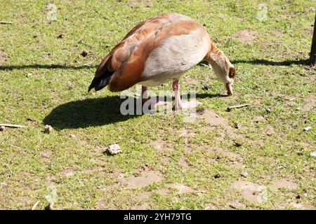 Ägyptische Gänse haben lange Hälse, lange rosa Beine, einen rosa Schirm und braune Augenflecken, die jedes Auge umschließen. Stockfoto