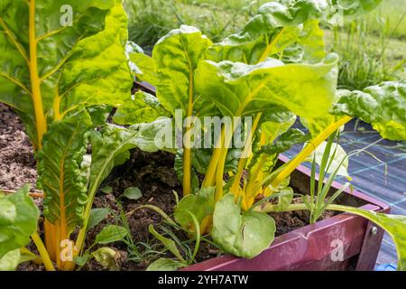 Große Mangold-Blätter wachsen in einem Gemüsebeet. Stockfoto